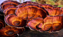 Reishi Mushroom Market to Generate $5.06 Bn by 2027 at 8.1% CAGR: AMR