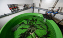 First Ever Reintroduction Of Atlantic Sturgeon In Sweden Supported By Rewilding Europe