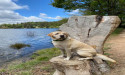 VetStem Cell Therapy Improves Quality of Life in Labrador Retriever with Elbow Arthritis