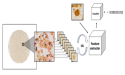 Researchers at the University of Tromsø develop novel AI algorithm for analyzing microfossils