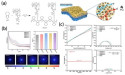 Enhancing the performance of proton exchange membrane water electrolysis by constructing electron/proton pathways