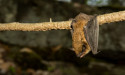 Virginia to See More Bats in the Summer Skies