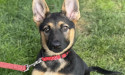 PUPPIES ON PARADE IS COMING TO HUNTINGTON BEACH