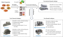Harnessing Complementary Advantages for Optimal Microbial Control Techniques for Prepared Dishes