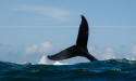 Convex Finance (CVX) drops sharply as whale dumps token