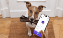 UK dog owners reach over 50% of their daily steps target by walking their pets – but not all breeds are equal