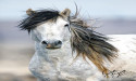 Bureau of Land Management to Begin Removal of North Lander Wild Horses- Photos Document Privately Owned Sheep Arriving