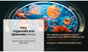 Italy organoids and spheroids Market to Explore Excellent Growth in Future Reach $36.6 Million by 2032