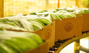 FRUTANA S.A.: Pioneering Sustainable Banana Exports from Ecuador