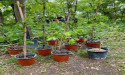 Lifeterra Award 2024 Lavera Forest Project Receives First International Award