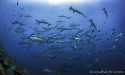 Exceptional Diving Conditions in the Galapagos Islands Amid Climate Transition 