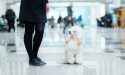 Poodlana ($POODL) flourishes as recent IT outage elevates memecoins’ appeal