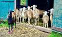  It’s the Summer of Sheep at Catskill Animal Sanctuary 