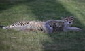  Saudi Arabia Celebrates Milestone in Cheetah Conservation Efforts with Birth of Four Cubs and Strategic Advancements 