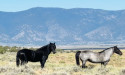 Unjustified Death Toll of America’s Wild Horses Increases