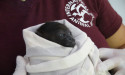  This Conservation Day International Animal Rescue Have A Lot To Shout About 
