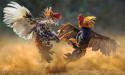 Animal Wellness Action Releases Video Exposing North Carolina Cockfighting Front Group