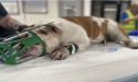 Justice for Reba Advocates for Stricter Penalties in Nevada 