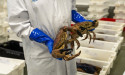 New Lobster Welfare Codes Let Food Industry Off The Hook
