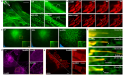 Improving resolution and reducing noise in fluorescence microscopy with ensured fidelity