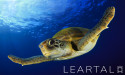 Leartal Strengthens Support for Small Businesses with Personalised Learning Paths and Enhanced Digital Marketing Courses