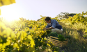  Regenagri raises the bar of integrity through Haelixa’s DNA marking solution 