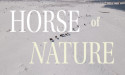 Filmmaker Meets Wildfire Survivors and Wild Horses Filming New Documentary 'HORSE of NATURE' 