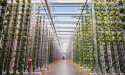 Vertical Farming Technology Market Set for 25% CAGR Growth by 2030