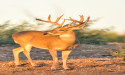 Huge Breakthrough for Chronic Wasting Disease Testing