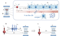  Tunable single emitter-cavity coupling strength through waveguide-assisted energy quantum transfer 