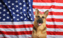 American Equine Awareness Pays a Labor Day Tribute to Working Animals
