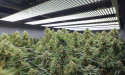 Grow Pod Solutions to Exhibit at NECANN New Jersey Cannabis Convention