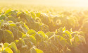 China’s soybean crush margins hit 2-month high as US crop supply grows