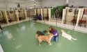  Pet Boarding Service Market to Witness Huge Growth by 2030 |Camp Bow Wow, Camp Run-A-Mutt 