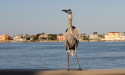 How Louisiana’s Wildlife Population Affects Accident Claims: Legal Considerations