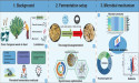 Valorization of the Caragana Waste via Two-Stage Bioaugmentation