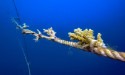 Nova Maldives Enhances Coral Restoration Efforts with Innovative Floating Nursery