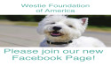 Westie Foundation of America Launches New Social Media Page