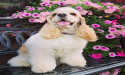 VetStem Cell Therapy Helped Arthritic Cocker Spaniel Return to Obedience Competition