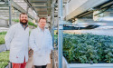 Tiny tomato plants could be breakthrough crop for precision breeding and vertical farming