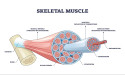 The Brookbush Institute Enhances Physiology Education with an Update to the Course 'Muscle Cell Structure and Function'
