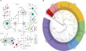 Population genetic characteristics of two hybrid crucian carp strains