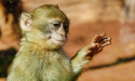 Escape of Non-Human Primates in South Carolina Serves as Call for Congress to Pass FDA Modernization Act 3.0