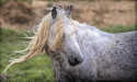  Wyoming Photographer, Jim Brown, Interviewed About North Lander Wild Stallions 
