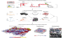  New Imaging Technique Reveals Detailed Map of Brain's Blood Flow in 3D 