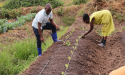  Seed sector’s role in tackling climate change in the spotlight at COP29 Agriculture Day 