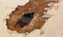  Comprehensive Mold Remediation: From Detection to Elimination 