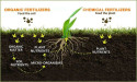 Organic Fertilizers Market Performance and Strategic Forecast Insights 2024 - 2032