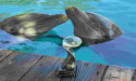 THE DOLPHIN COMPANY RECEIVES AWARD FOR BEST WATER PARK IN MEXICO AT THE TRAVVY AWARDS