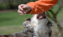 The Legal Process for Dog Bites Resulting from Car Accidents in Louisiana